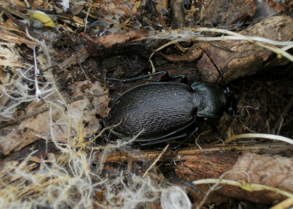 Carabus rossii (Carabidae)